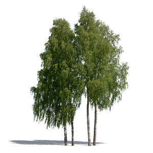 cut out group of birch trees