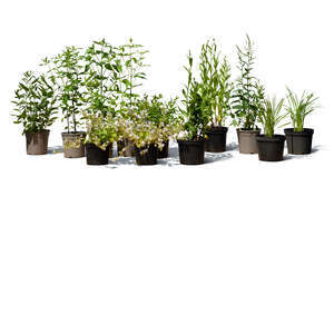 cut out group of different potted plants