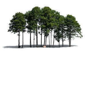 cut out big group of trees