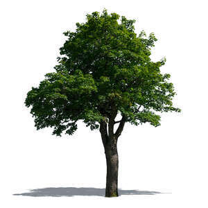 cut out maple tree