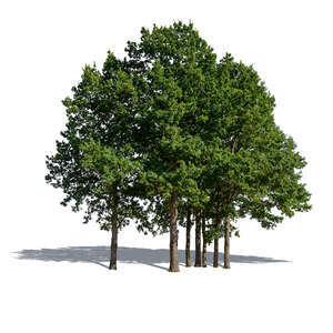 group of trees in sunlight