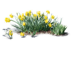 cut out flowerbed of blooming yellow daffodils