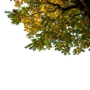 cut out branch of a staghorn sumac in autumn