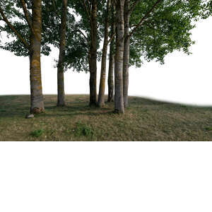 cut out foregroud group of trees