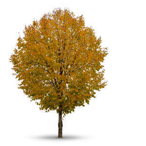 cut out round lindend tree in autumn with golden leaves