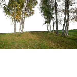 cut out group of autumn trees in the foreground