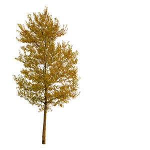 cut out medium size tree in autumn with yellow leaves