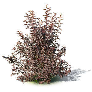cut out bush with red leaves and small berries