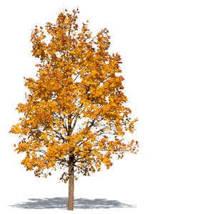 cut out maple with yellow autumn leaves