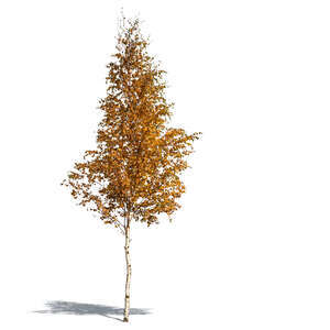 medium size birch tree in autumn