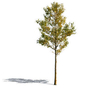 tree with yellowish leaves