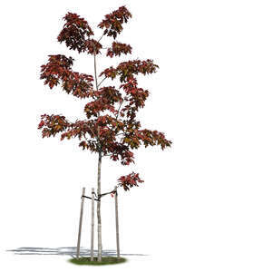 small oak tree with red leaves