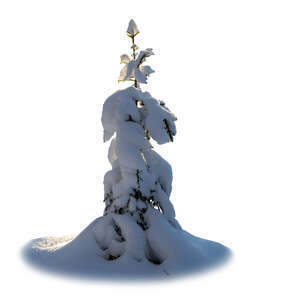 cut out spruce in winter covered with a lot of snow