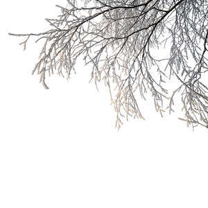 cut out tree branch in winter covered with snow