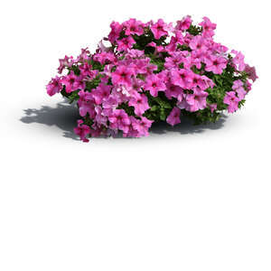 flower with pink blossoms