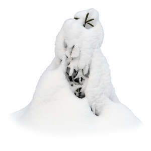 small fir tree covered in a lot of snow