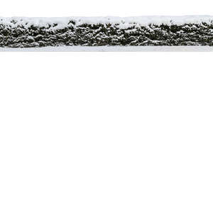 cut out conifer hedge covered with snow