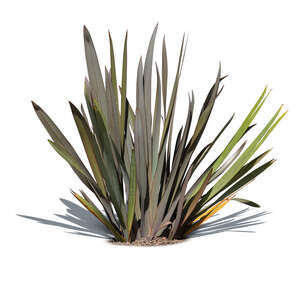 cut out small tropical plant