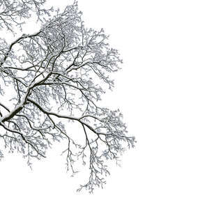 tree branch covered with snow