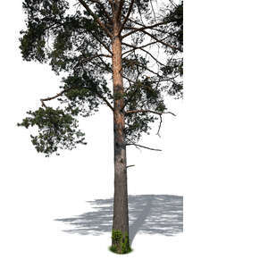 cut out foreground trunk of a pine tree