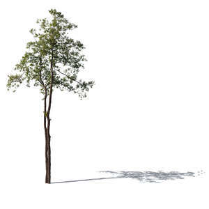 cut out black alder or alnus glutinosa