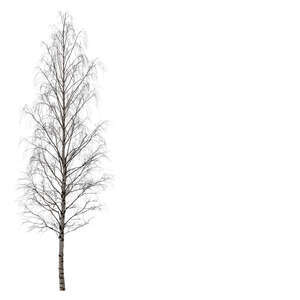 cut out leafless bare birch tree on a cloudy day