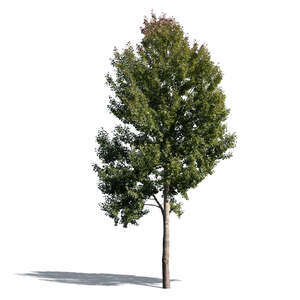 cut out big aspen tree in sunlight