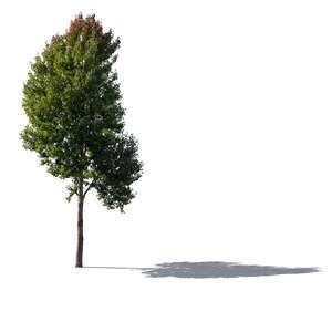 cut out backlit aspen tree