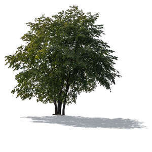 cut out group of backlit beech trees