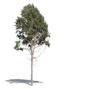 cut out aspen tree in sunlight