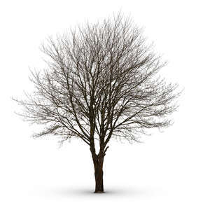 cut out large leafless tree in winter