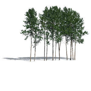 cut out group of aspen trees in sunlight