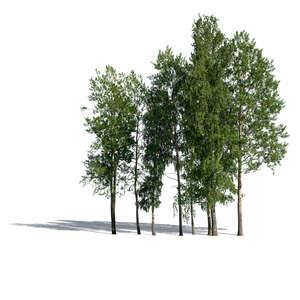 cut out group of different deciduous trees