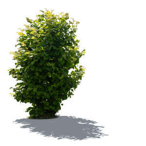 cut out backlit leafy bush