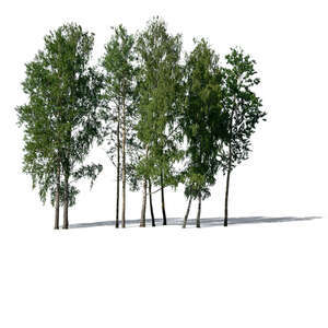 cut out group of aspen trees