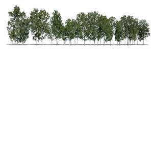 long row of cut out trees