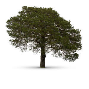 cut out large pine tree in ambient light