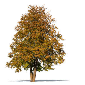 big linden tree in autumn with golden leaves