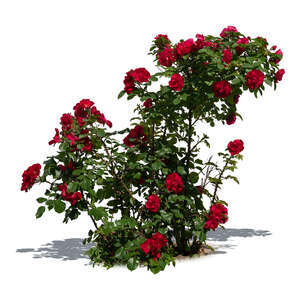 cut out blooming red rose