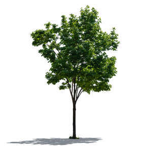 cut out backlit young maple tree
