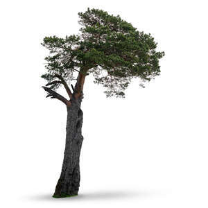 old pine tree in ambient light