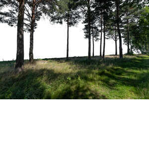 cut out group of foreground trees