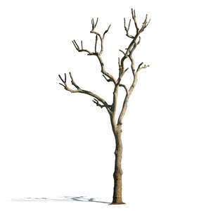 tree without leaves in sunlight