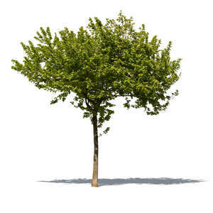 cut out tree with pale green leaves in sunlight