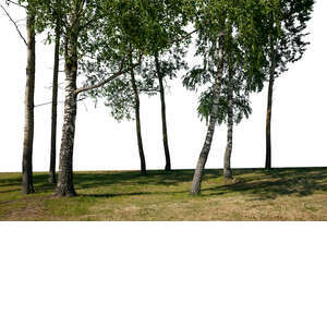 foreground with a grove of trees