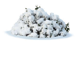 small fir trees covered with snow