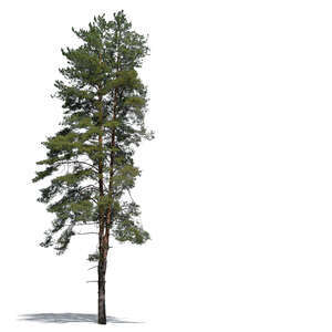 cut out nice tall pine tree