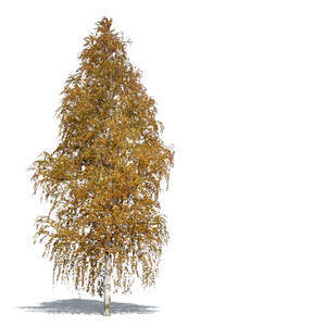 tall golden birch tree in autumn sunlight