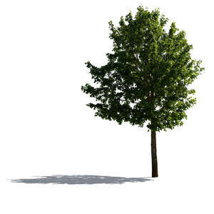 backlit maple tree with a beautiful round crown