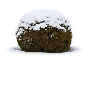 round bush in winter with a snow cap